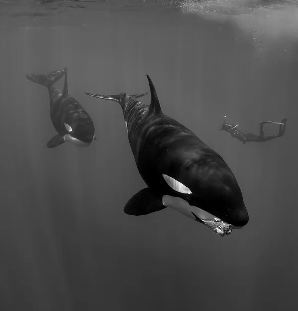 Dolphin Snack thumbnail