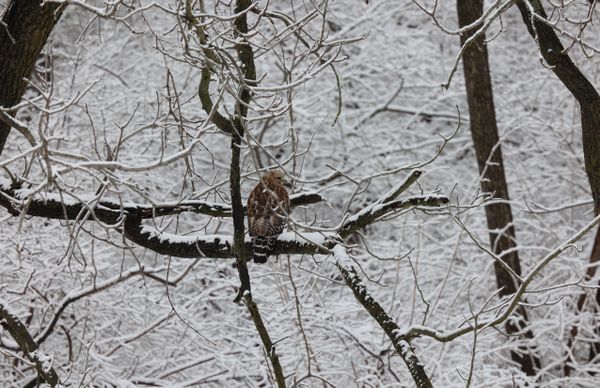 Female Red-shouldered Hawk In Snow thumbnail