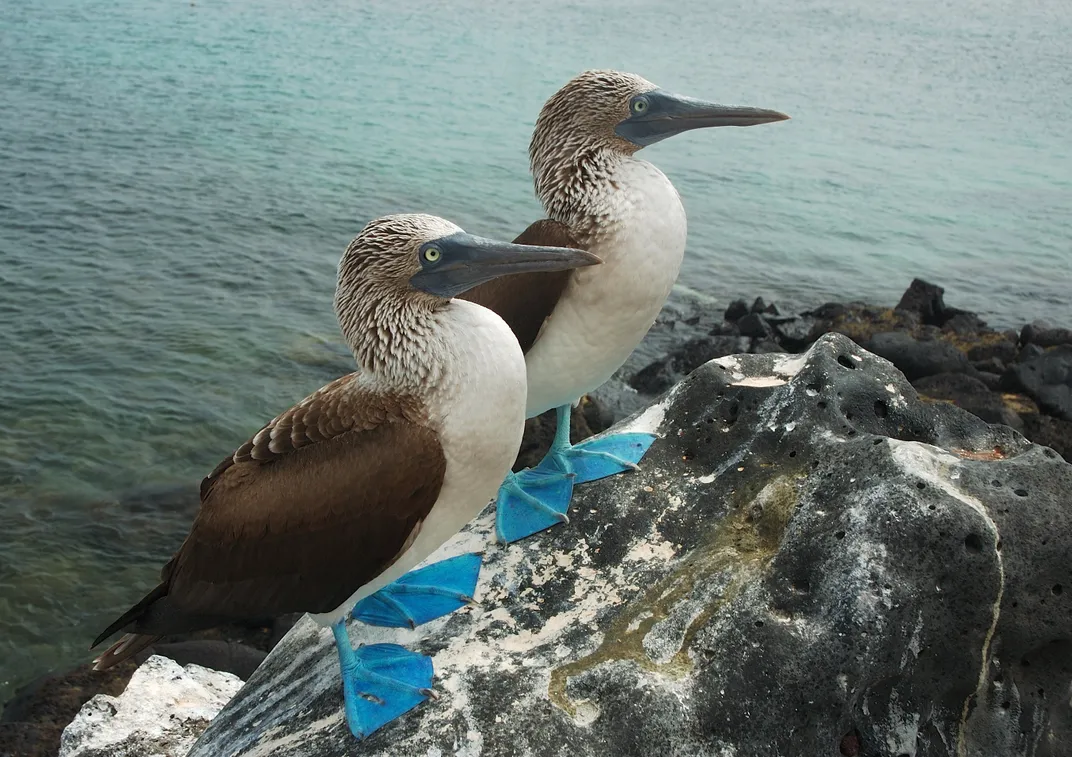 A pair of Blue-footed Boobies