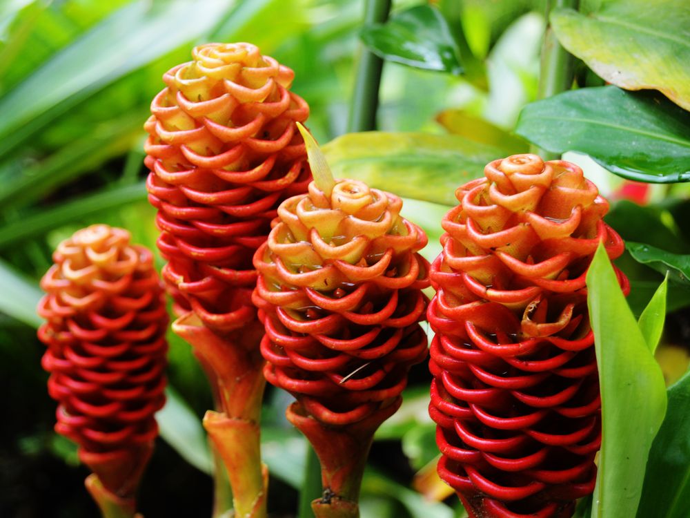 Beehive Ginger in Costa Rica | Smithsonian Photo Contest | Smithsonian ...