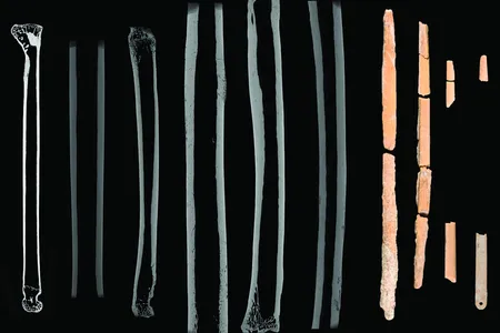 Micro-CT scans of the bone needles and the other examples of bone they were compared against