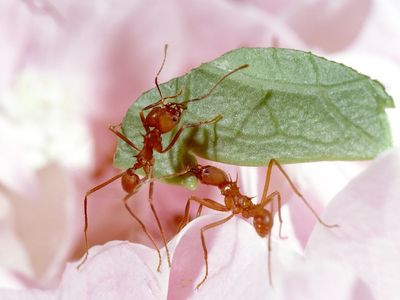 Through research on living and preserved fungus-farming ants, entomologists are learning more about the insects’ deep connection to their environment and how that relationship might evolve in response to a changing climate. (Smithsonian)
