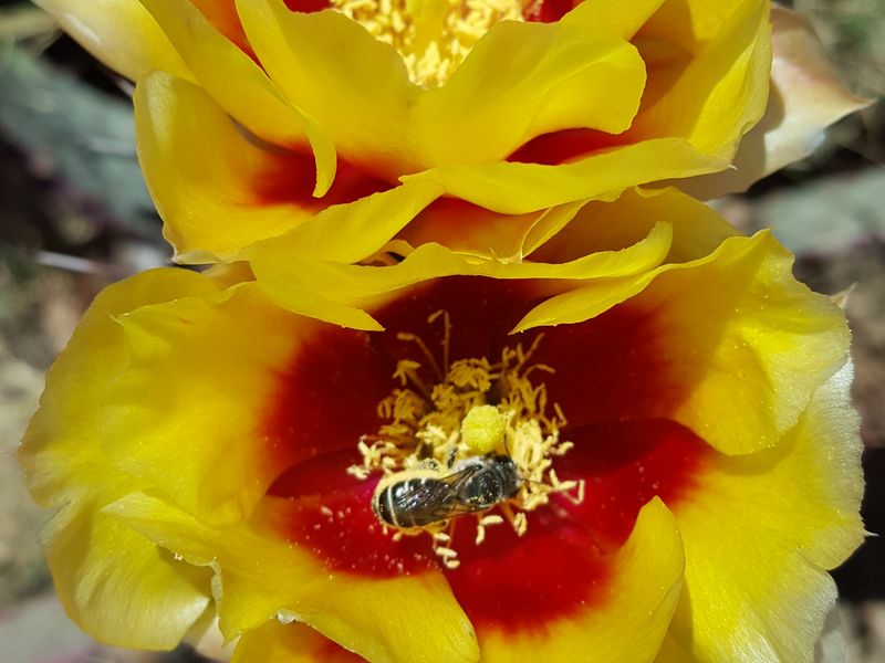 cactus blooming with bee | Smithsonian Photo Contest | Smithsonian Magazine