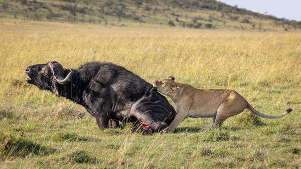 Lion Hunting Buffalo thumbnail