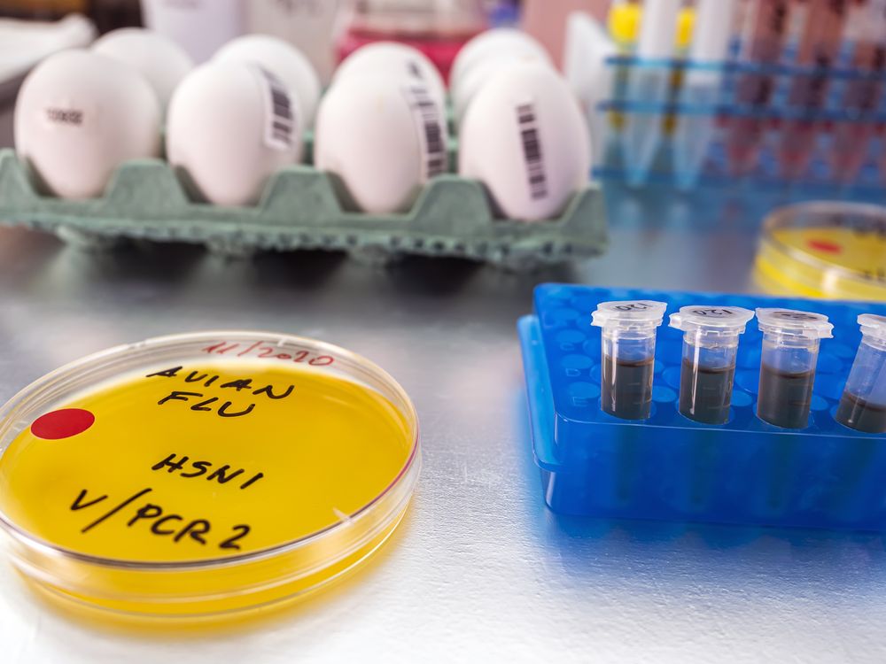 photo illustration of eggs and test tubes and a petri dish marked "Avian flu H5N1 V/PCR 2"
