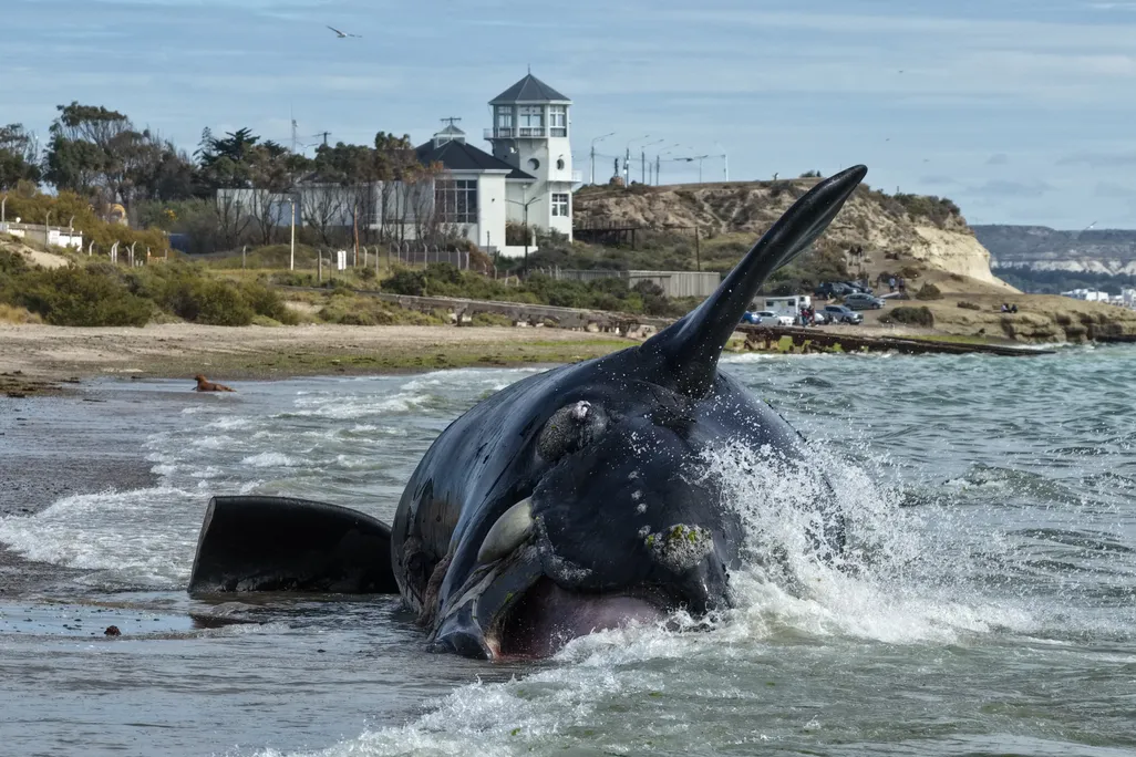 A large dead whale on the beach being hit by waves