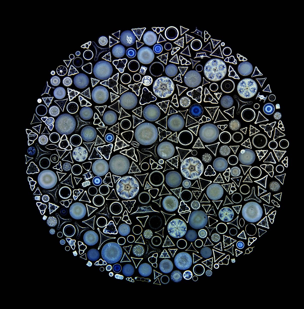 See 17 Intricate Microscope Photographs That Make the Miniature World Immense. They Won the Evident Image of the Year Contest
