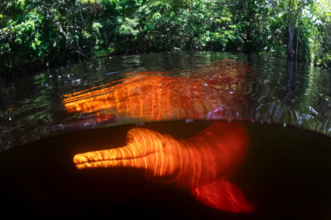 Legends of the Submerged Forest