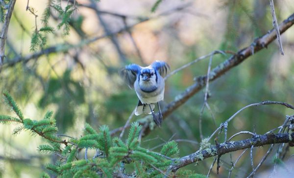 Taking flight thumbnail