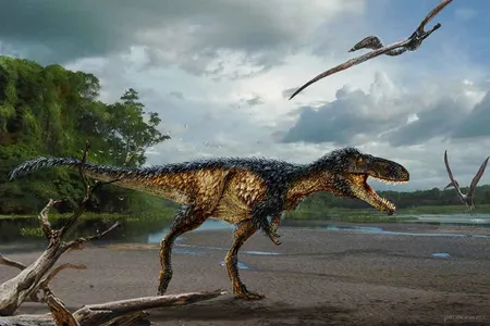 A reconstruction of the horse-sized tyrannosaur Timurlengia euotica, named for the charismatic Central Asian ruler Tamerlane, shows the species' long, slender legs, large head and teeth built sharp like a steak knife. 