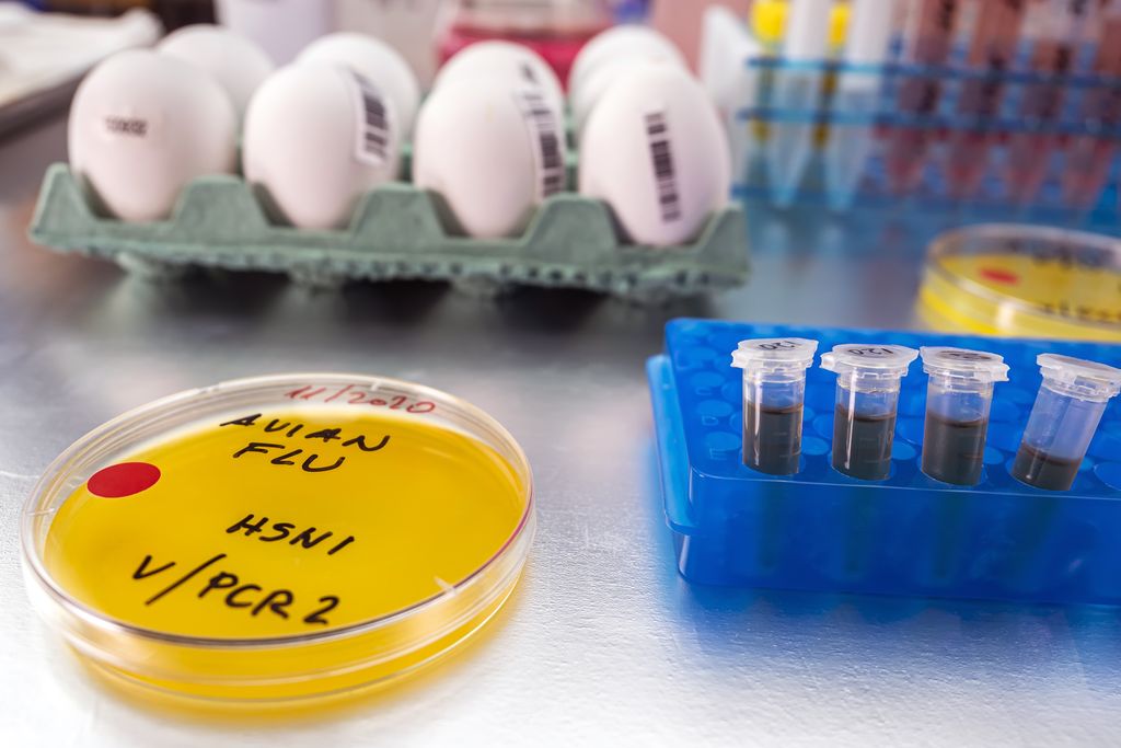photo illustration of eggs and test tubes and a petri dish marked "Avian flu H5N1 V/PCR 2"