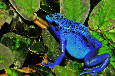 The biodiversity map predicted that amphibians and reptiles have the most undiscovered species to date. Pictured: blue poison dart frog (Dendrobates tinctorius "azureus")
