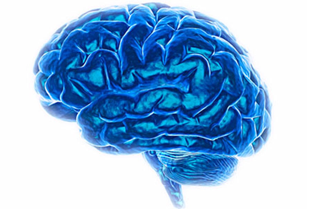 Human brain