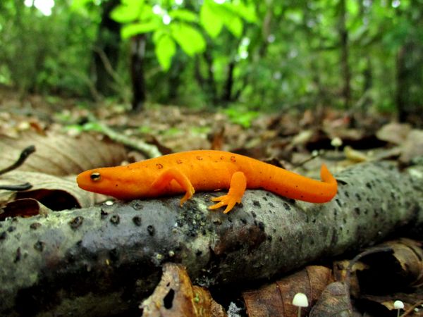 Red Dragon in the High Country thumbnail
