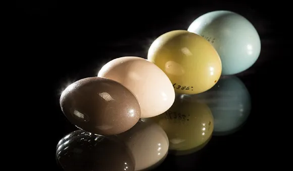 Each species of tinamou—a nearly-flightless bird from South and Central America—lays a different color of glossy egg. The males build the nest and incubate the eggs, while the females nest-hop, laying eggs in multiple nests. Visit our #ObjectsofWonder exhibit to see the eggs of tinamous and other bird species (Photo Credit: Paul Fetters for the Smithsonian).
