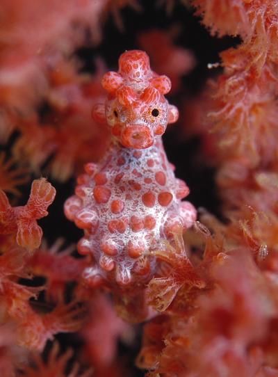 20110520104056pygmyseahorse.jpg