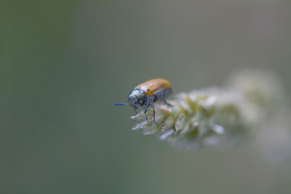 Chrysomelid beetle, Labidostomis humeralis thumbnail