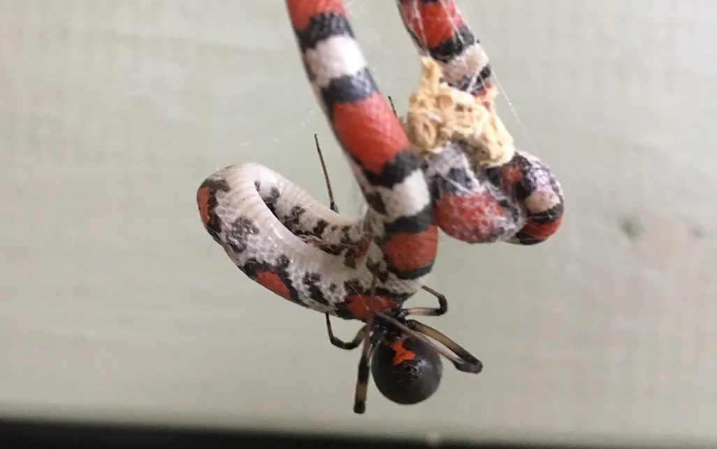 juvenile scarlet snake stuck in the web of a brown widow spider
