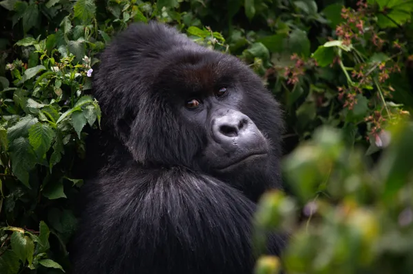 Mountain Gorilla in Rwanda thumbnail