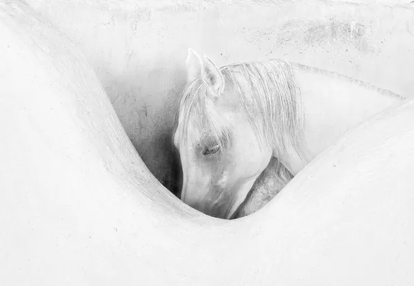 whispers of white thumbnail