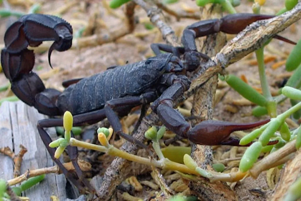 20121206103021Black_scorpion.jpg