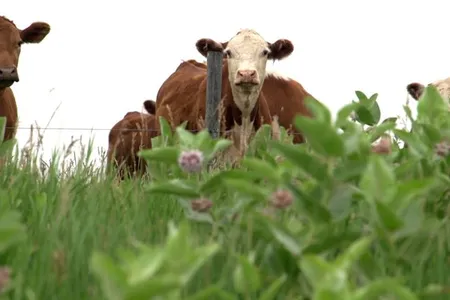 How can the right kind of farming protect our soils and our climate? Find out in Carbon Cowboys. © 2020, carbon nation.