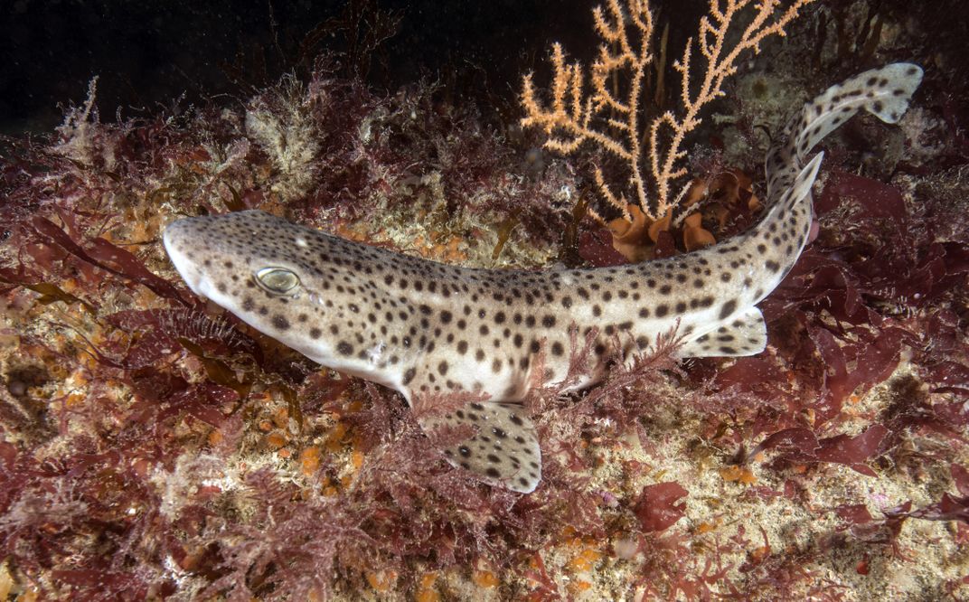 small-spotted catshark
