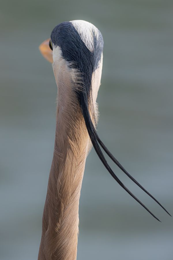 Feathers on the Back of a Great Blue Heron Blowing in the Wind thumbnail