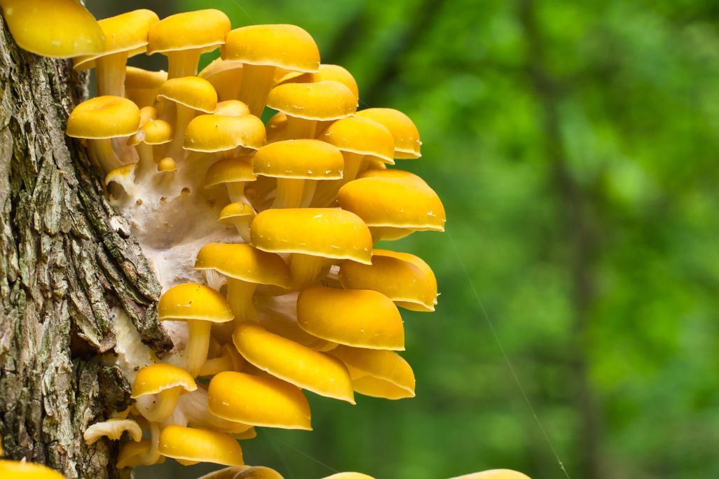 golden oyster mushrooms grow in a clump on a tree