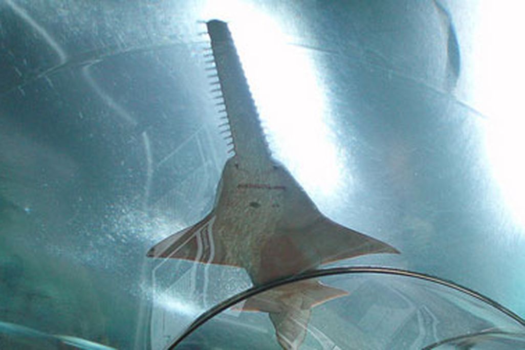 20120323104049sawfish-thumb.jpg