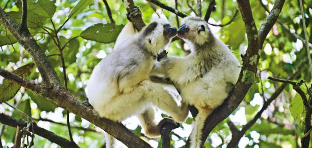 Lemur Silky Sifaka grooming