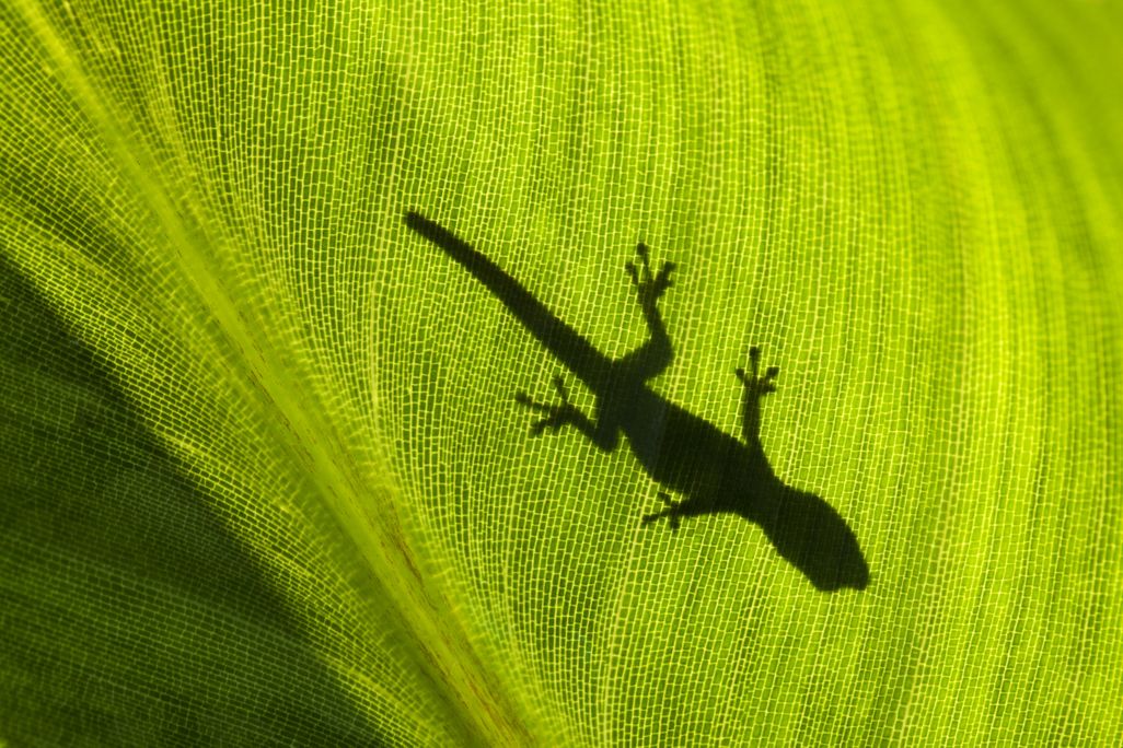 09_02_2014_gecko.jpg