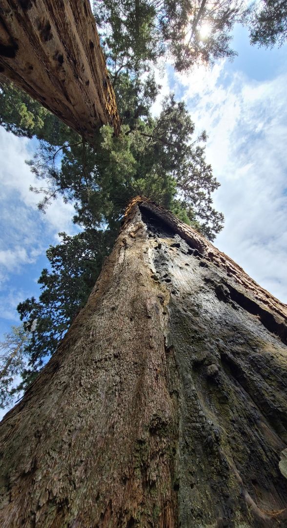 Twin Sequoias thumbnail