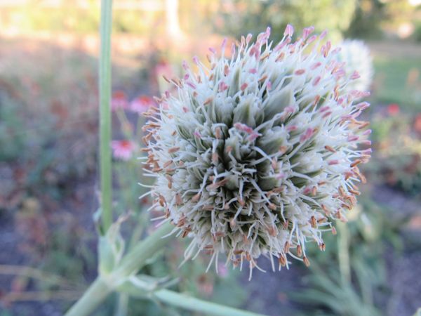 Bundle of the Rattlesnake Master (Eryngium yuccifolium) flowers thumbnail