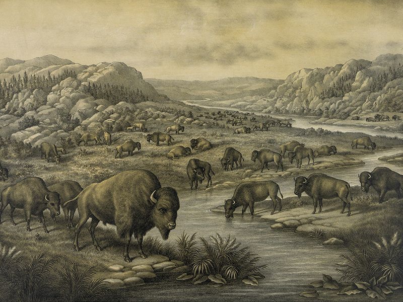 Buffaloes at Rest 1911 print