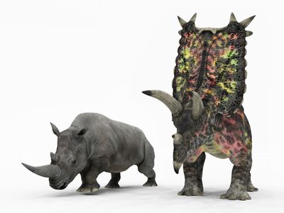 An artists' rendition of a different species of Pentaceratops alongside a modern white rhinoceros for scale