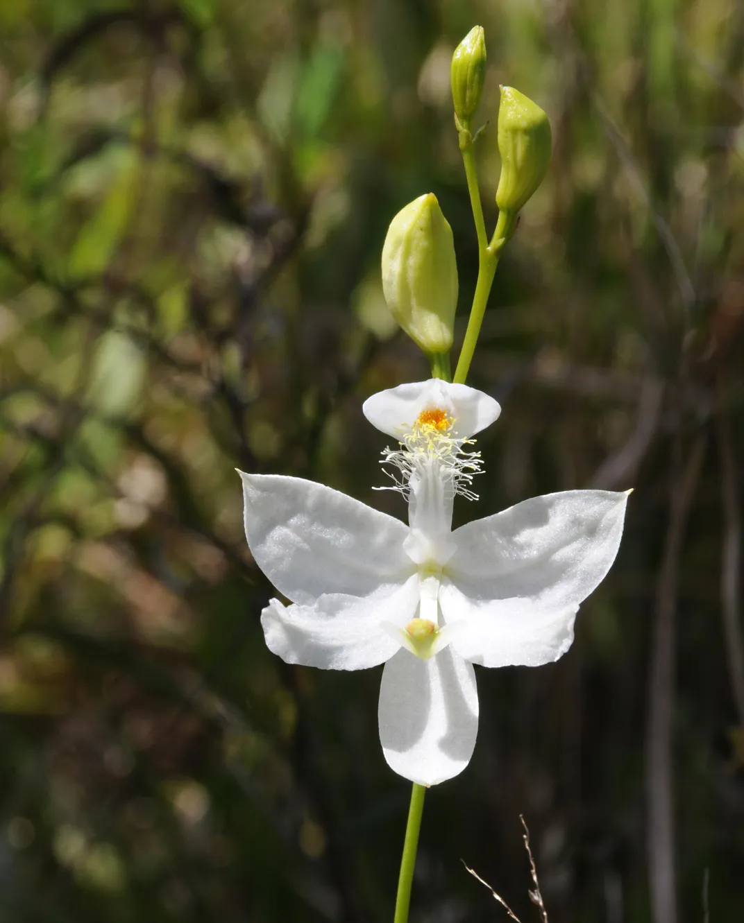 Why the Conservation of Orchids Is No Simple Matter