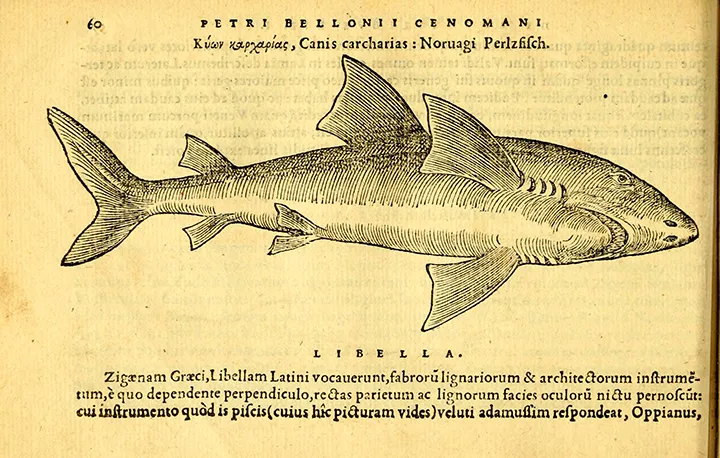 Sharks Were Once Called Sea Dogs, And Other Little-Known Facts