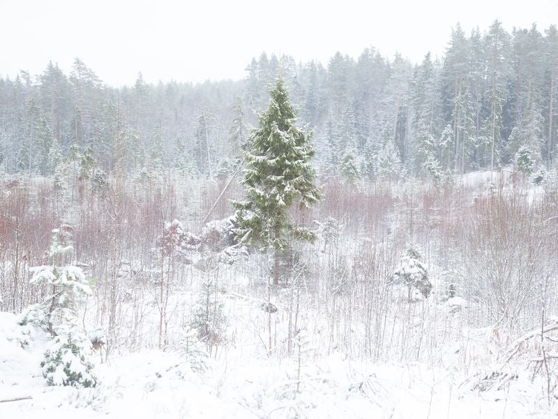 In The Frozen Mist | Smithsonian Photo Contest | Smithsonian Magazine