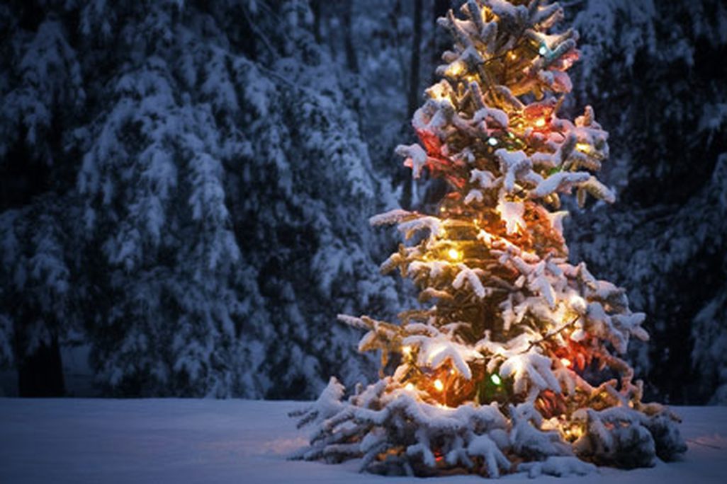 christmastree-631-2.jpg