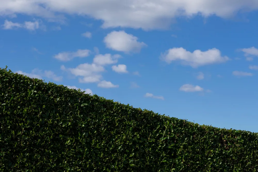 OPENER - A neatly trimmed border hedge in Craigleith, Edinburgh.