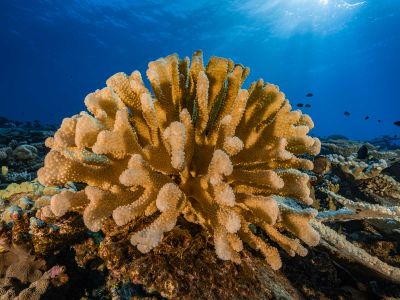 A healthy coral reef in the South Pacific. Coral reefs may migrate to new area as the climate warms.