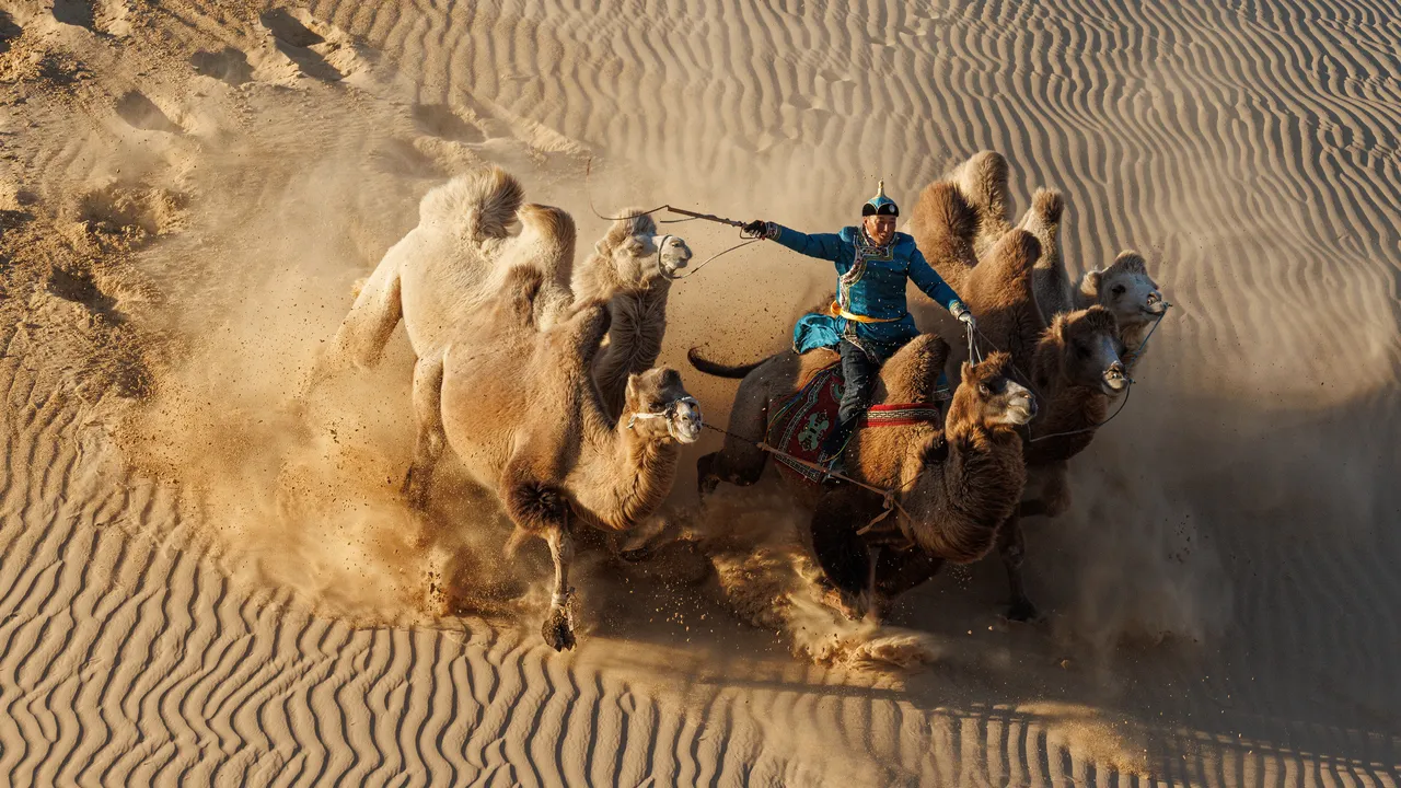 camels in desert photo