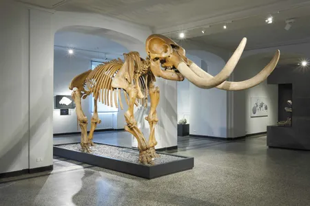 Peale’s mastodon returns to the U.S. as part of this year's upcoming exhibition “Alexander von Humboldt and the United States: Art, Nature, and Culture” at the Smithsonian American Art Museum. 