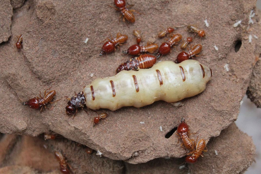 South African fungus-farming termite