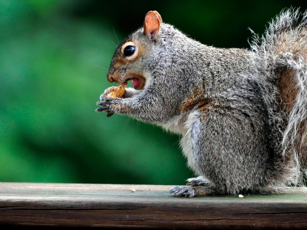 A close-up photo of a squirrel sitting on a wooden rail while holding a nut to its mouth. The squirrel has speckled gray and brown fur, and its mouth is open as it goes in for a bite. The background is green and black. 