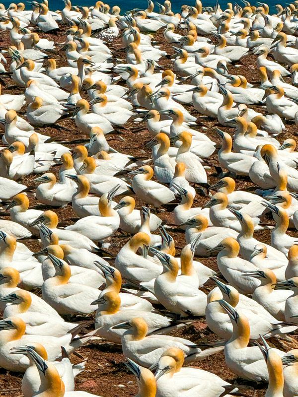 A Gathering of Gannets thumbnail