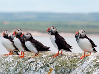 The puffin is one of the many species of birds that contribute to the massive amount of poop covering the arctic every year.