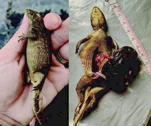 Super-Constipated Florida Lizard Breaks Records With Gargantuan Poop