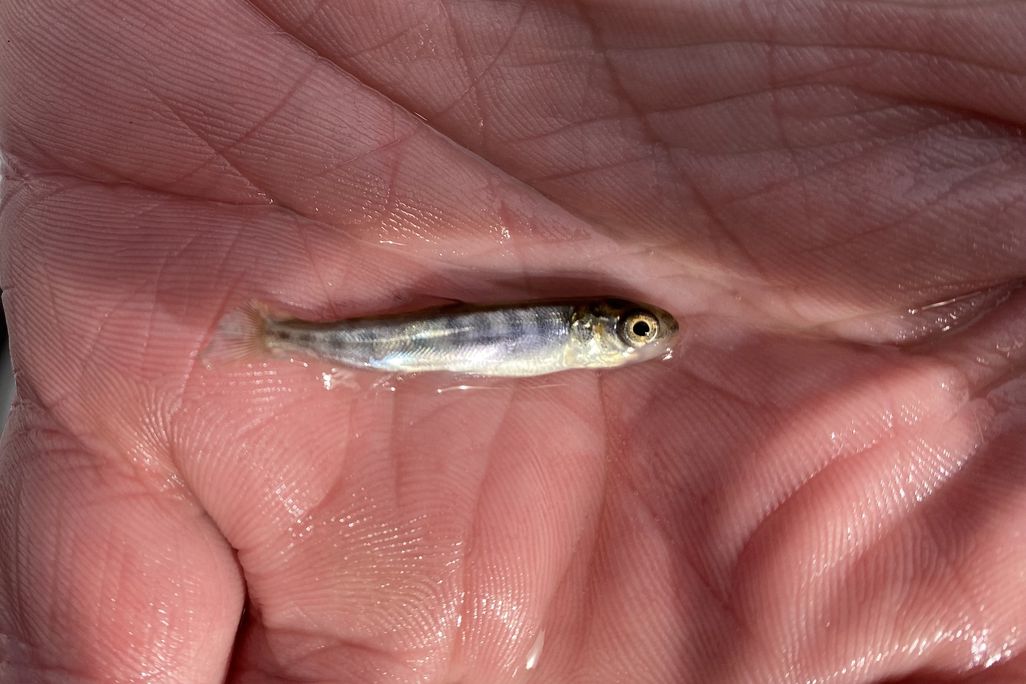 Small fish in the palm of a person's hand